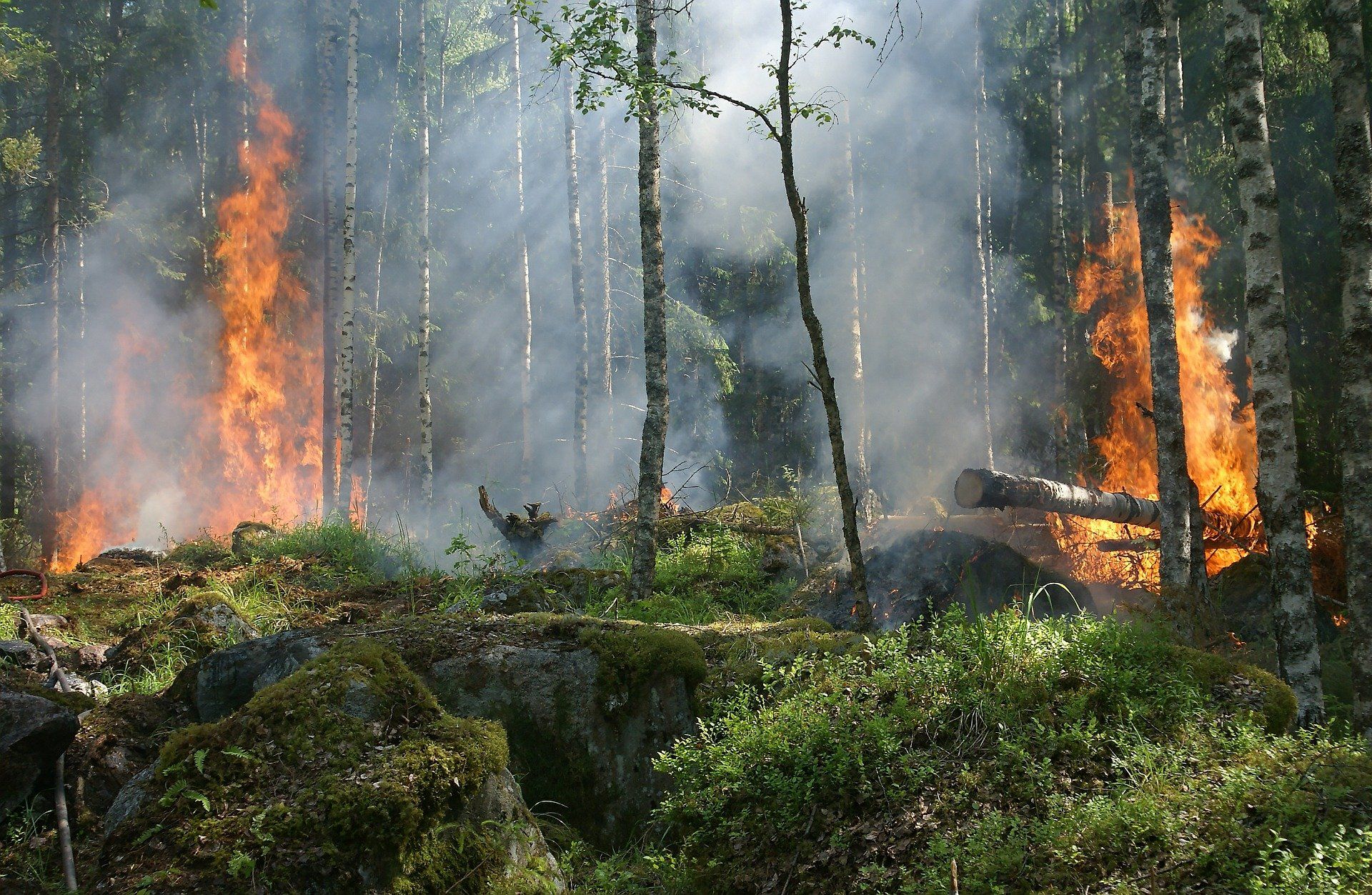 Interwencja w sprawie pożarów w Biebrzańskim Parku Narodowym