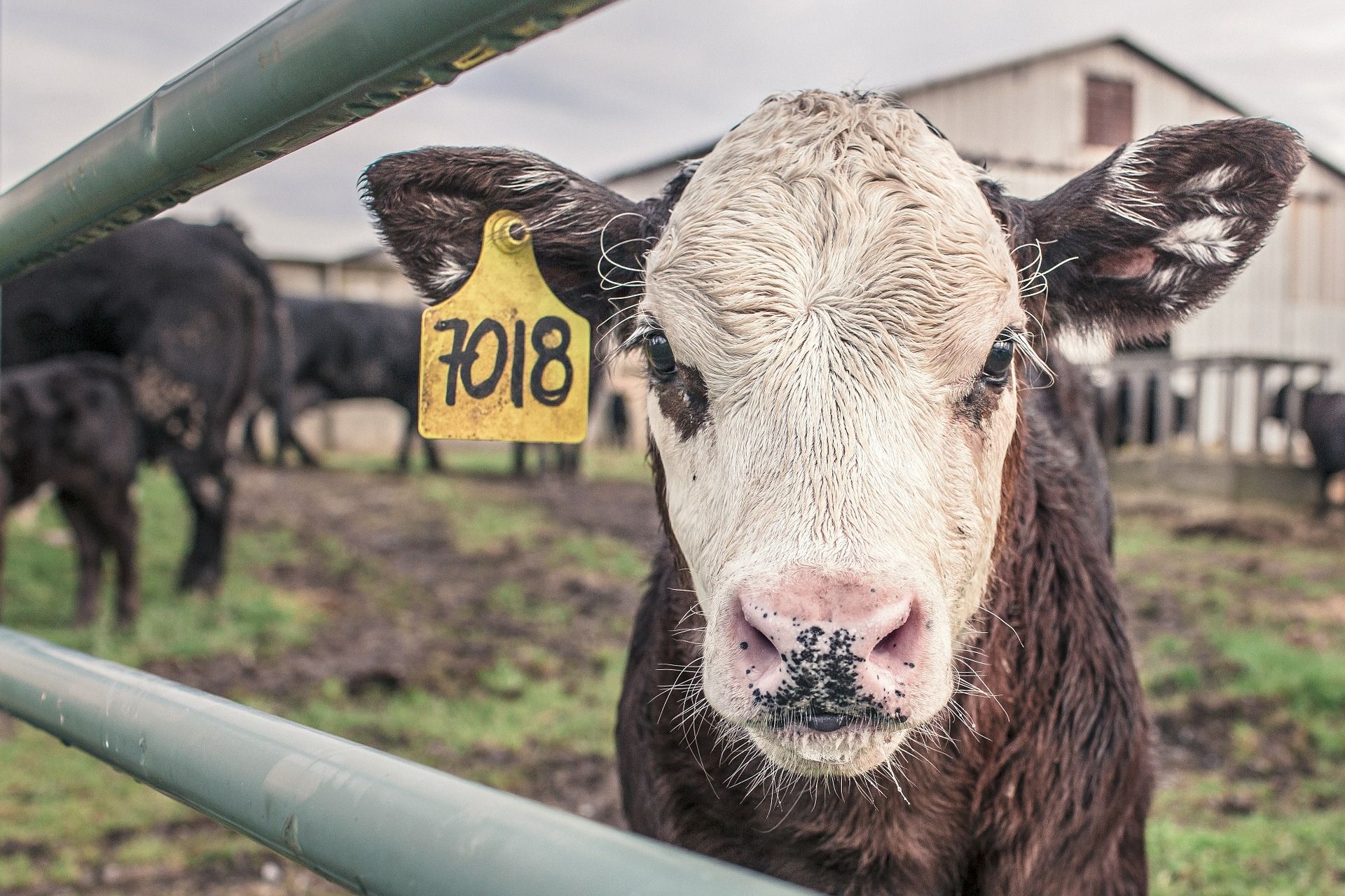 Interwencja w sprawie budowy fermy krów w Sadkowie
