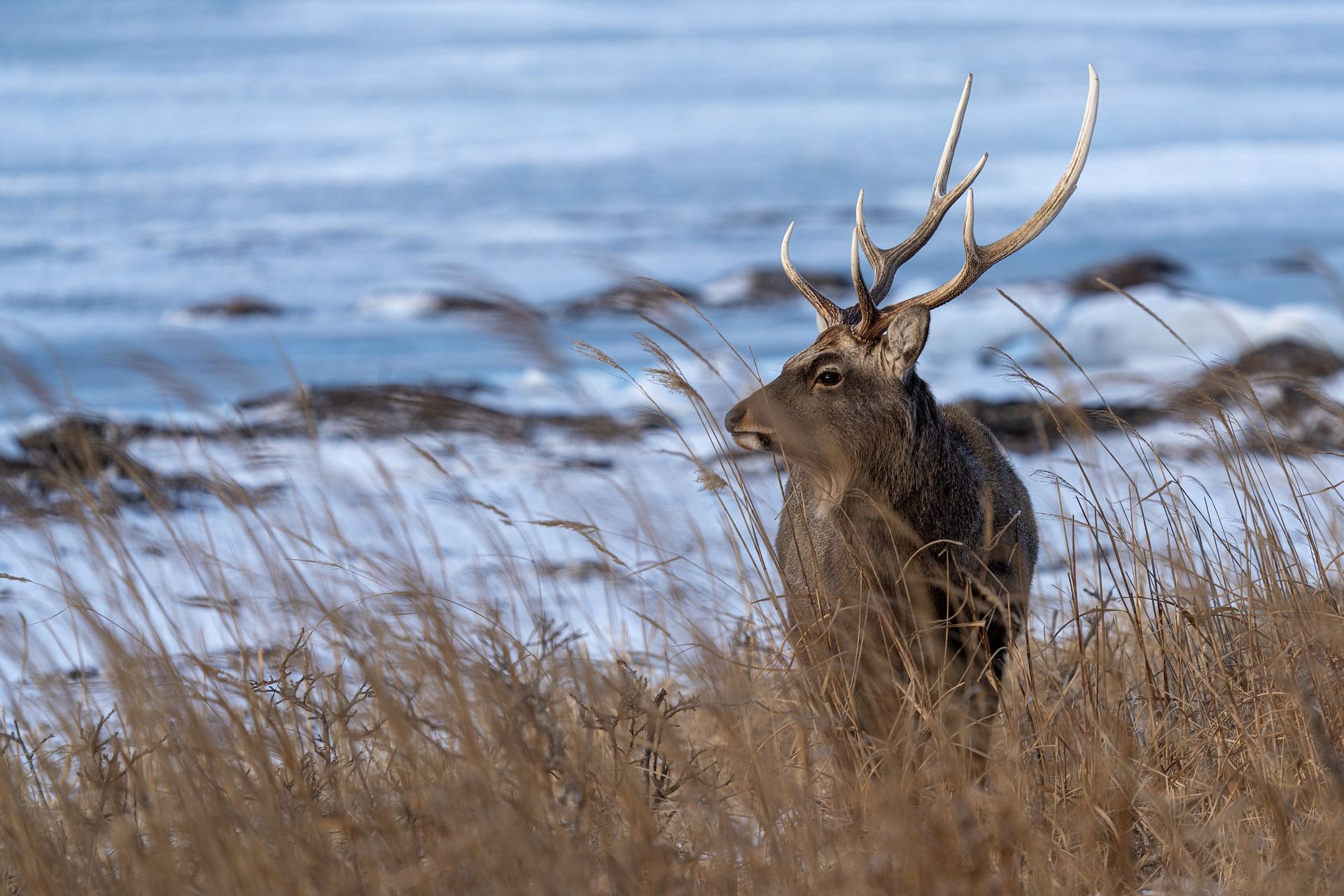 Interwencja w sprawie zatonięcia jeleni na jeziorze Ińsko