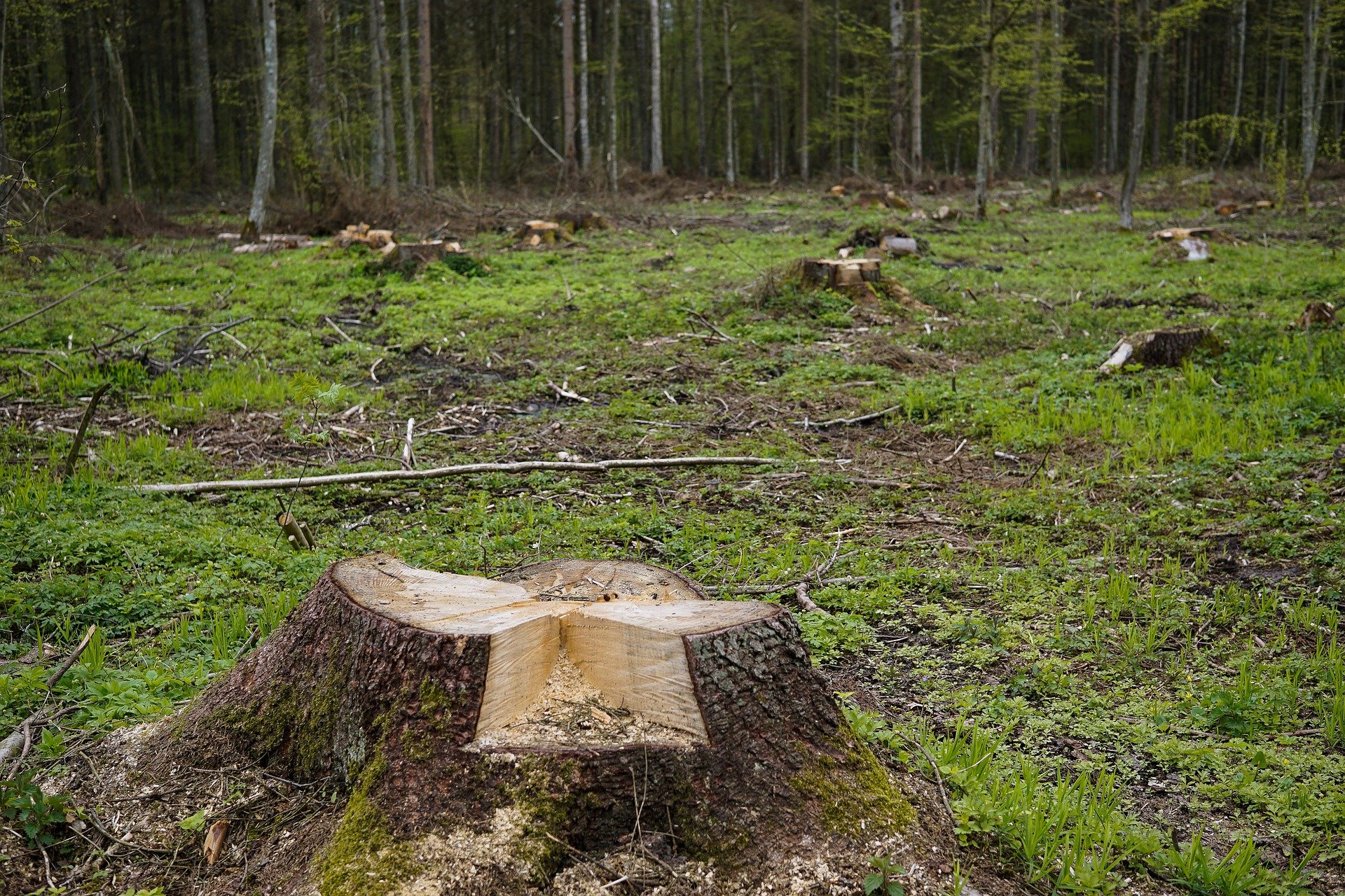 Interwencja w sprawie wycinki drzew w Powiecie Cieszyńskim