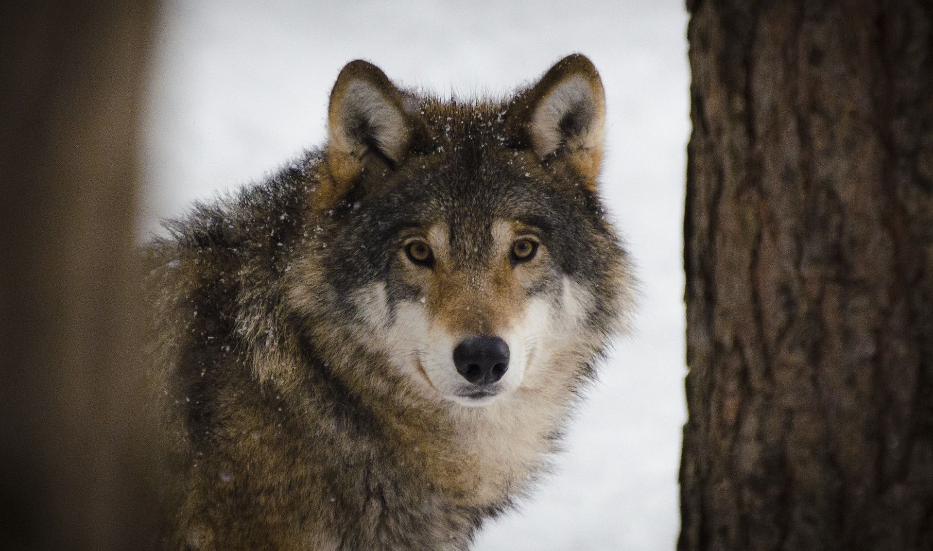 Interpelacja poselska dotycząca prawnej ochrony wilków w Polsce