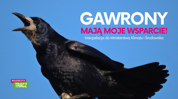 Interpelacja poselska w sprawie objęcia gawronów ochroną ścisłą na całym obszarze ich występowania