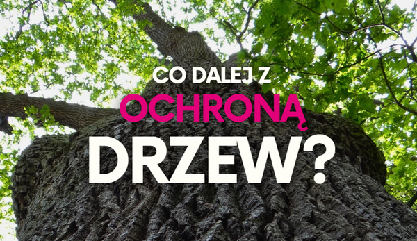 Zapytanie w sprawie prac nad ustawą wzmacniającą ochronę drzew